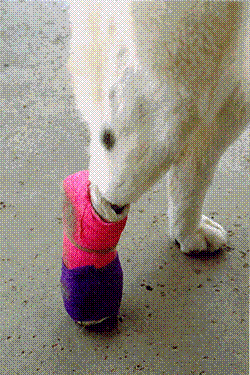 Image17.gif (79924 bytes)